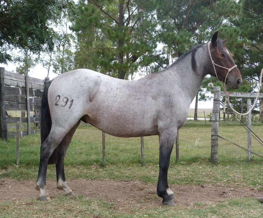 Lote LAMENTO ESCONDIDO