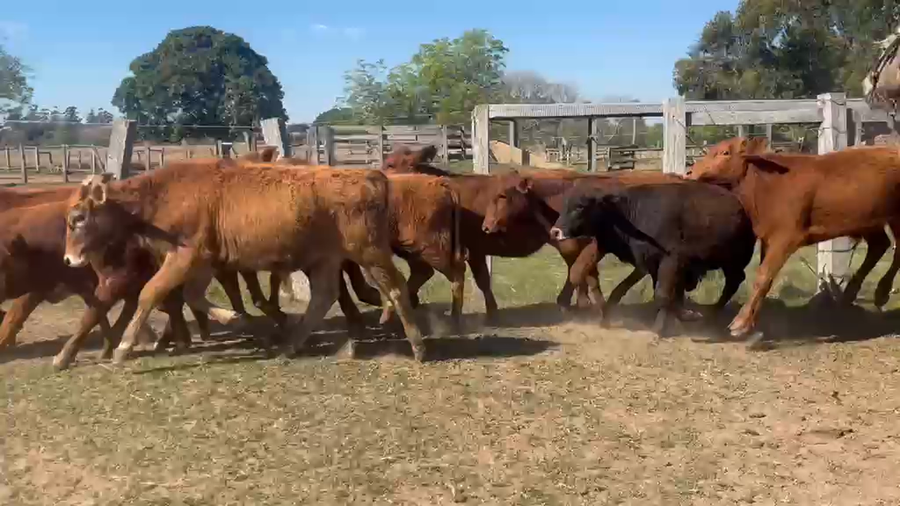 Lote 110 Terneros/as en Corrientes, Guaviravi