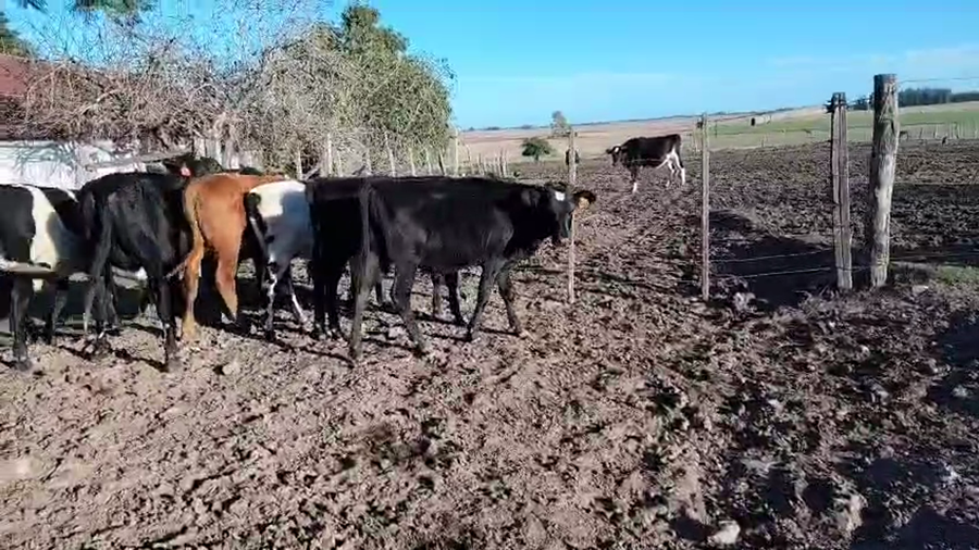 Lote 10 Terneros a remate en Pantalla Camy, San José