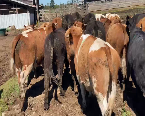 Lote 25 Novillo Engorda en  Frutillar, X Región Los Lagos