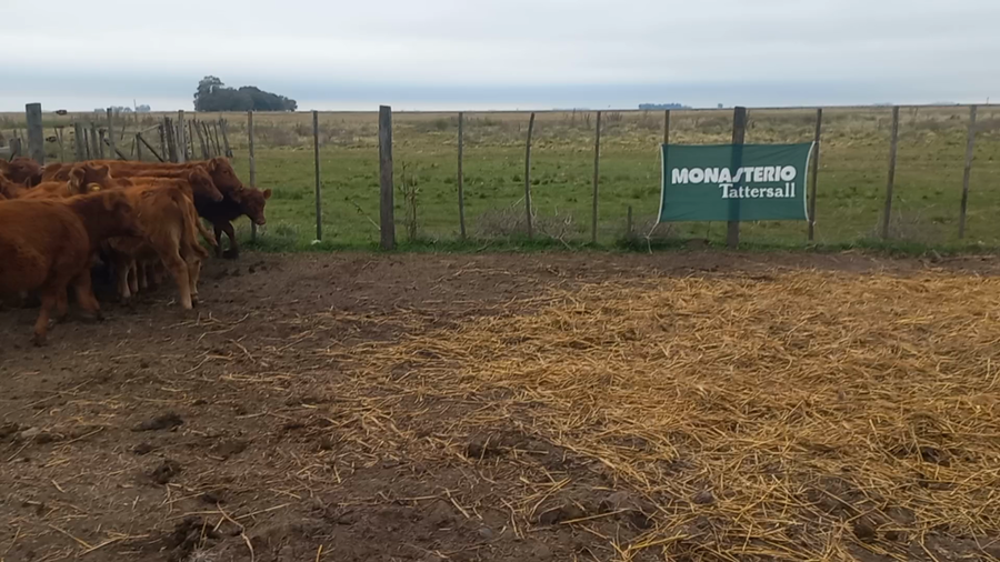Lote 50 Terneros en Daireaux