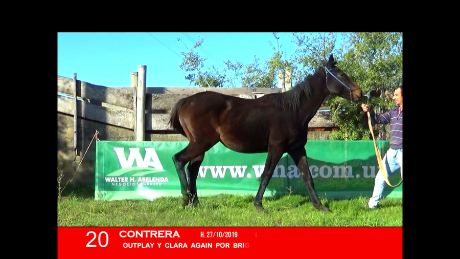 Lote CONTRERA