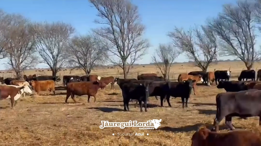 Lote 700 Vacas CUT preñadas