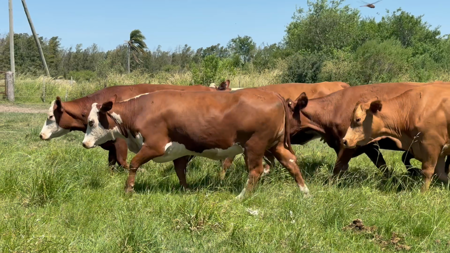 Lote 16 Vacas nuevas Preñadas en Corrientes, Curuzú-Cuatiá