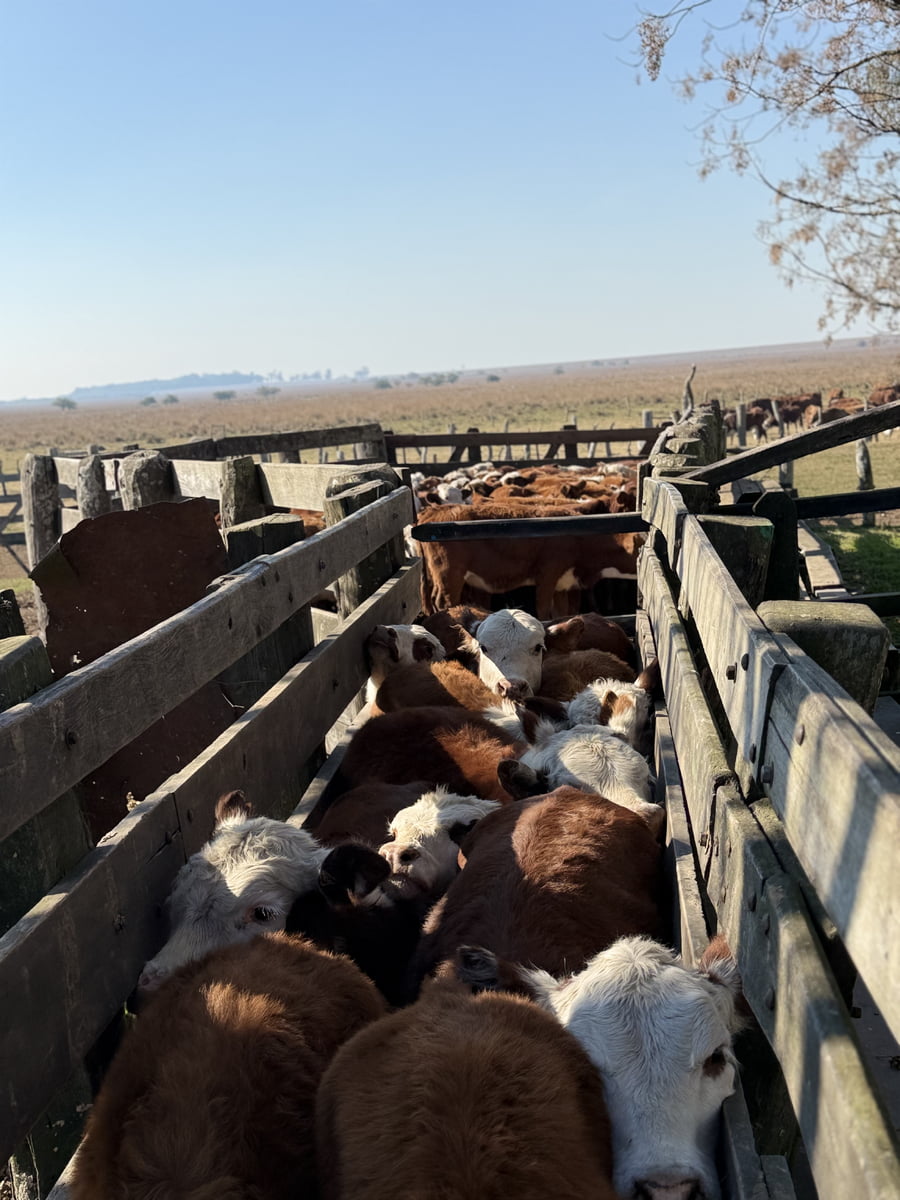 Lote 80 Terneros/as en Corrientes, Mercedes