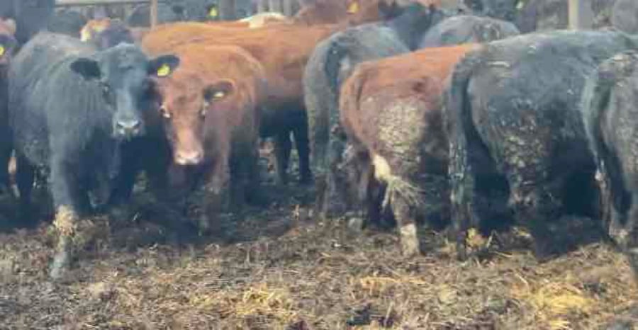 Lote 18 Vaquilla Gorda en Río Bueno, XIV Región Los Ríos