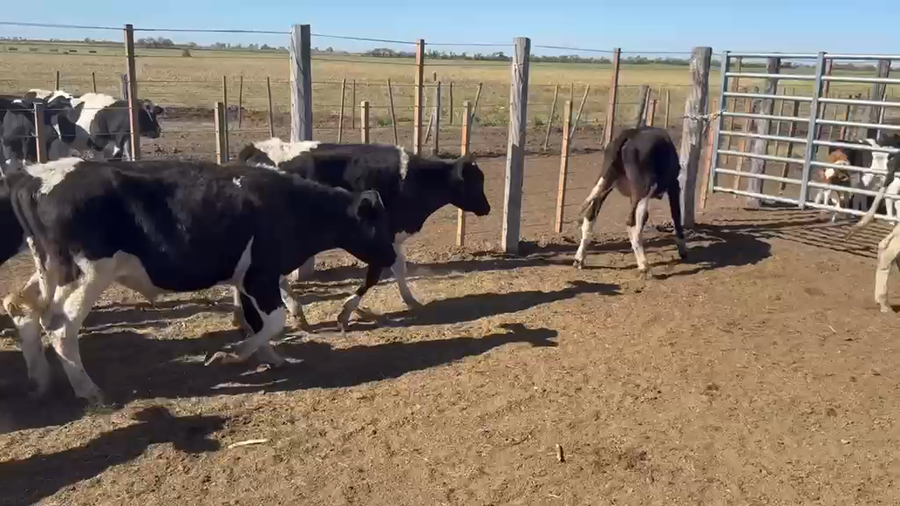 Lote 55 Novillitos Holando Argentino en Ramona, Santa Fe
