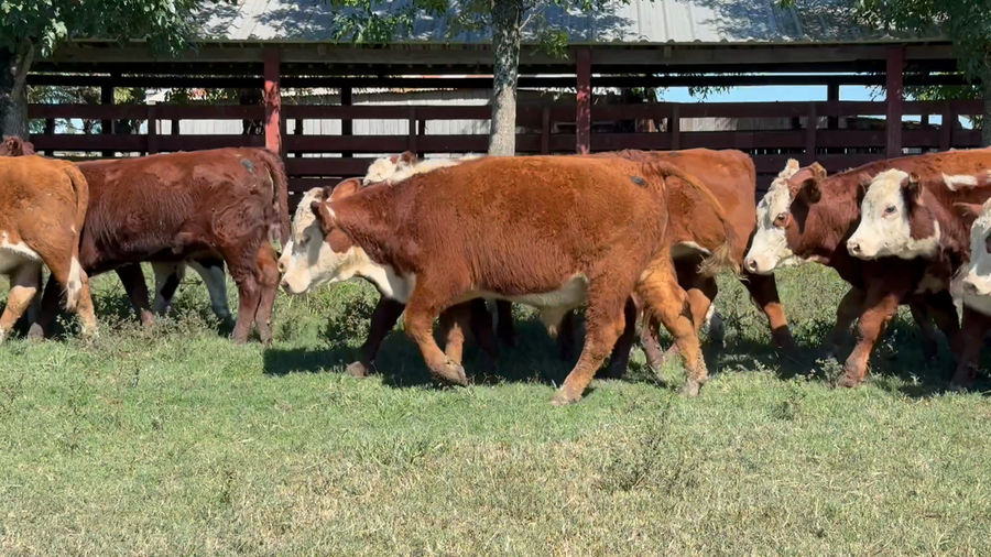 Lote 50 Terneros/as en Corrientes, Monte Caseros