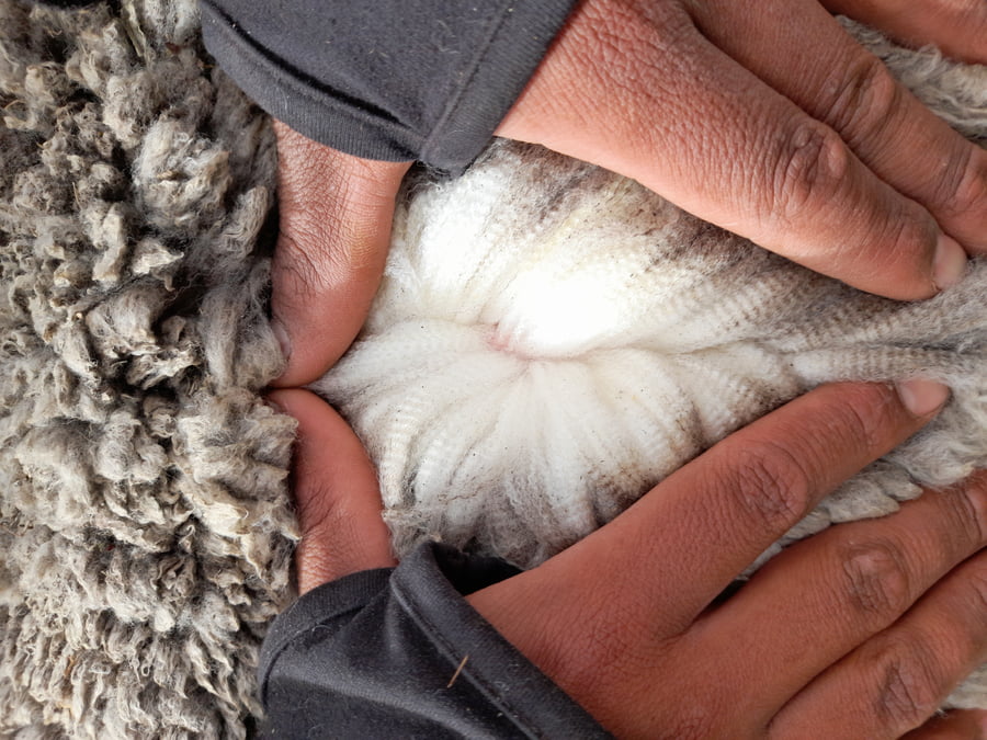 Lote Carnero TOP A, 17-0399