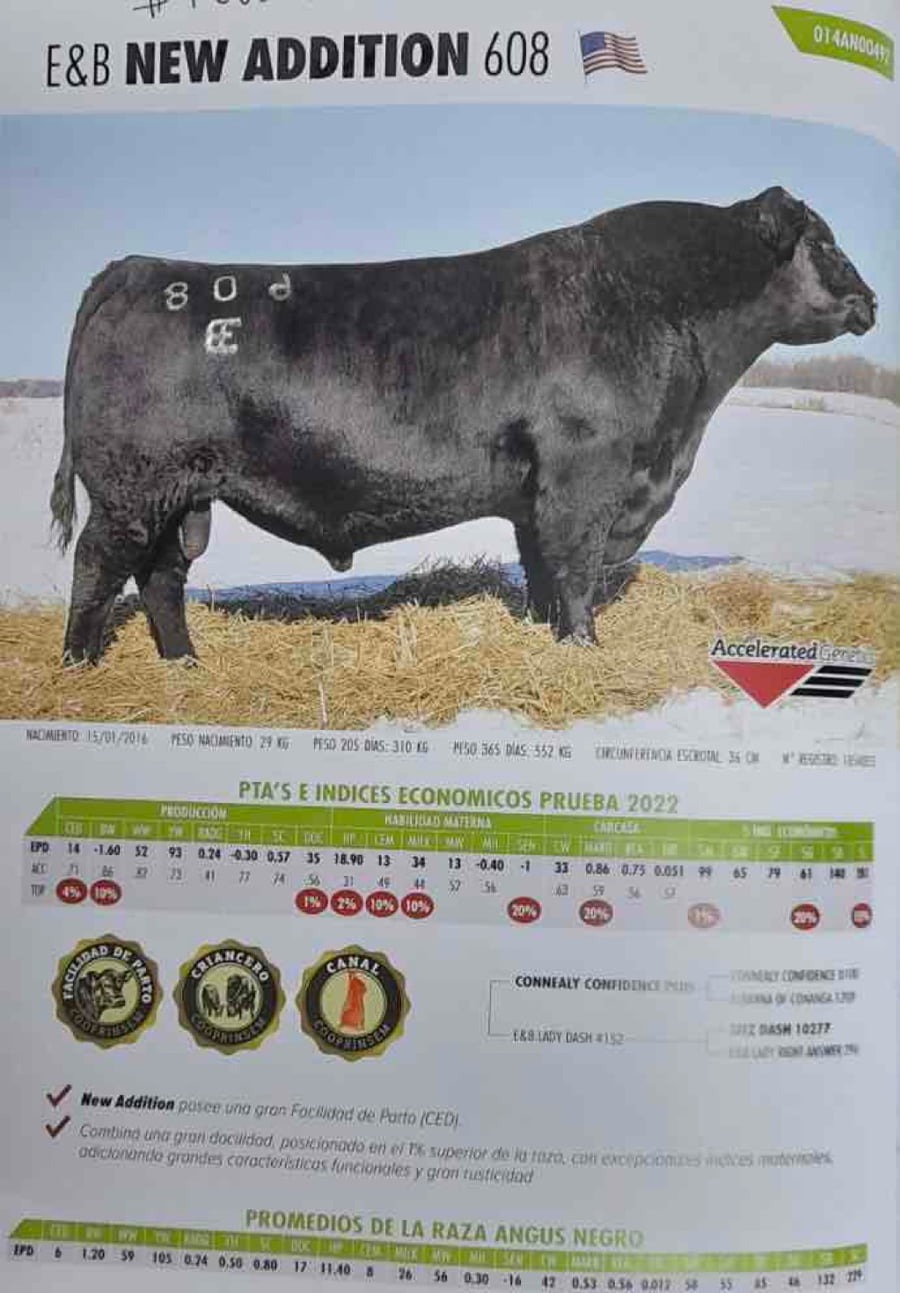 Lote 27 Vaquilla Preñada en Puerto Varas, X Región Los Lagos