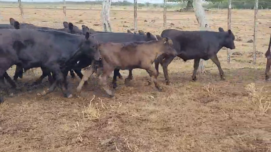 Lote 63 Terneros/as en Villaguay, Entre Ríos