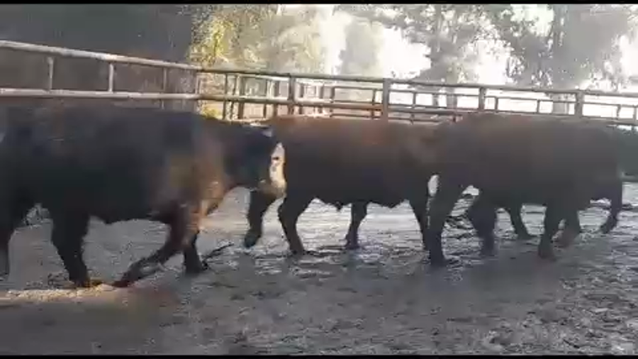 Lote 45 Novillo Gordo en Linares, VII  Región Maule