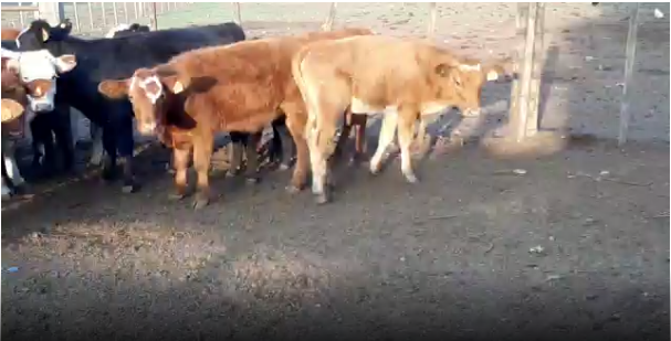 Lote 31 Terneros en San José