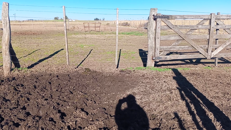 Lote 40 Terneros/as en Salazar