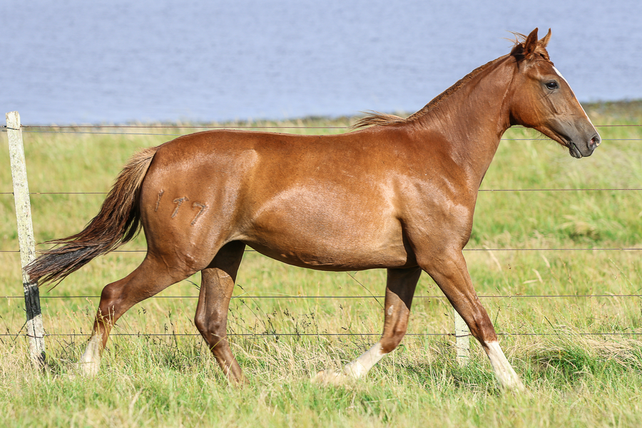 Lote CATANDUVA LANCERA