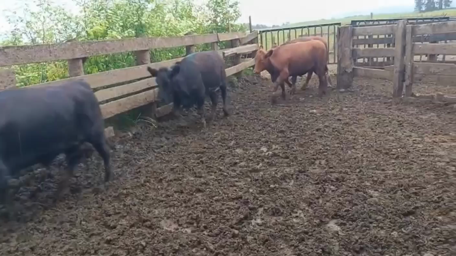 Lote 20 Novillo Gordo en Futrono, XIV Región Los Ríos