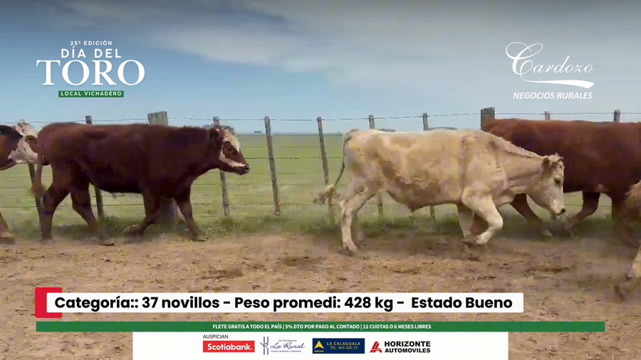 Lote 37 Novillos