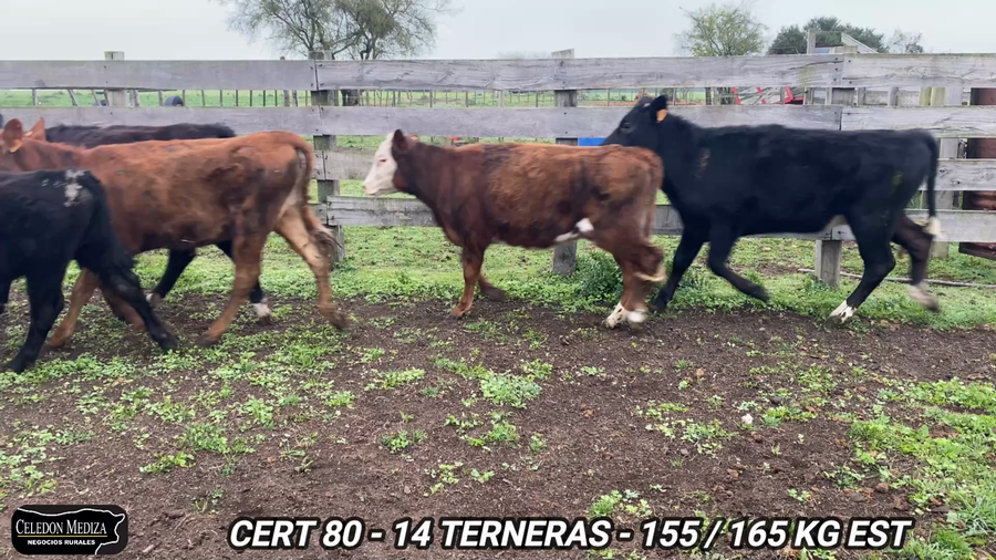 Lote 14 Terneras en Canelones