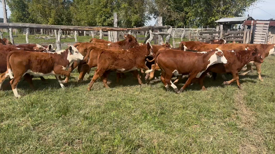Lote 41 Terneros/as en Corrientes, Goya