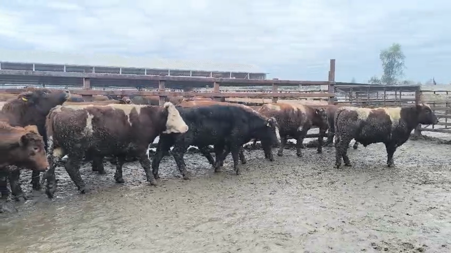 Lote 40 Novillo Gordo en Los Ángeles, VIII Región Biobío