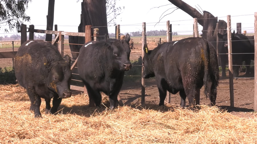Lote TOROS PUROS POR CRUZA 
