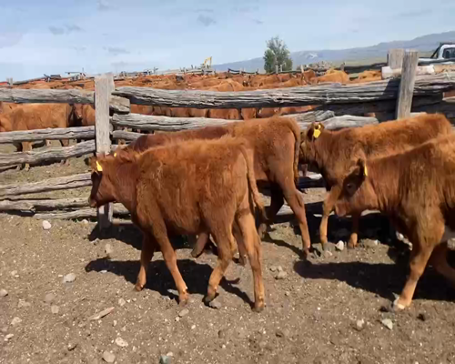 Lote 68 Ternera en XI Región Aysén, Coyhaique
