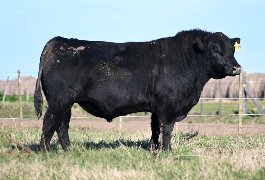 Lote TOROS PUROS DE PEDIGREE