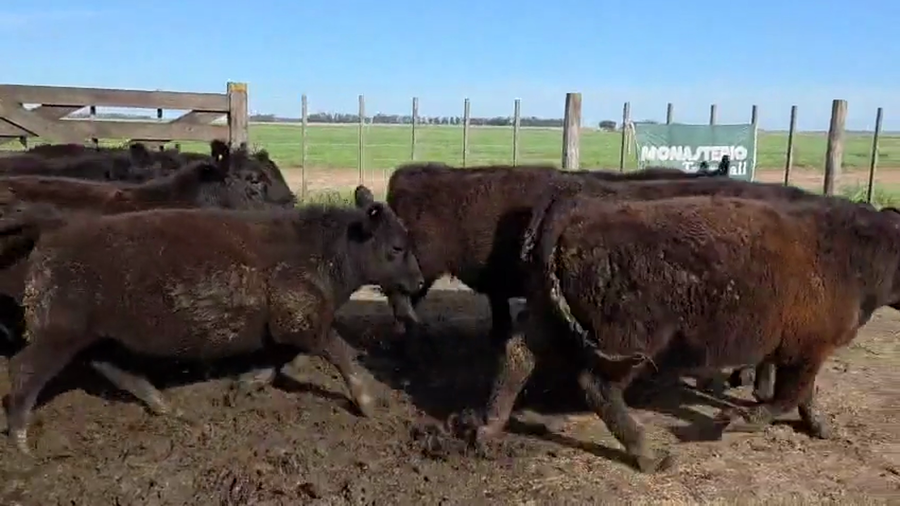 Lote 52 Novillitos en Tres Arroyos