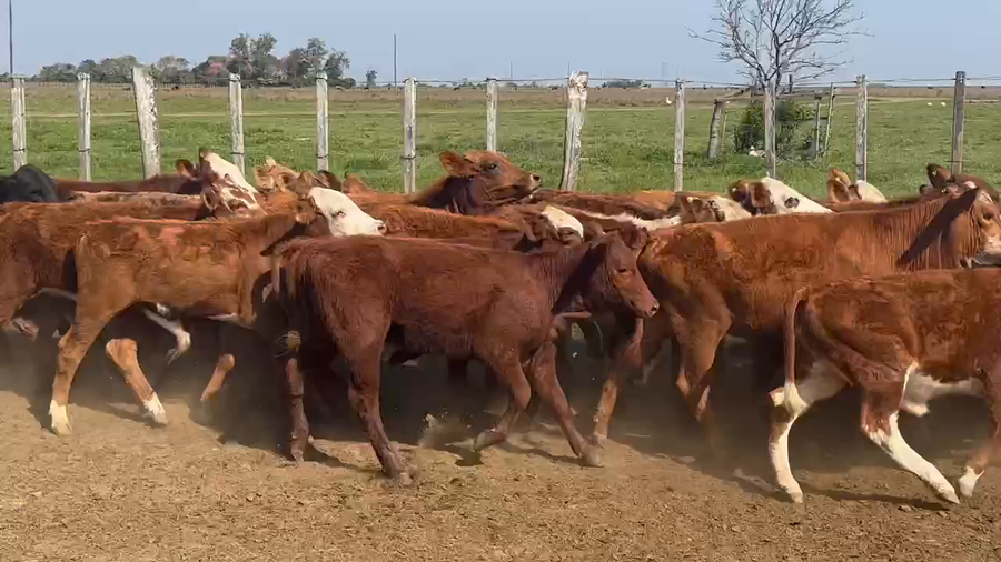 Lote 130 Terneros/as en Ita-Ibate, Corrientes