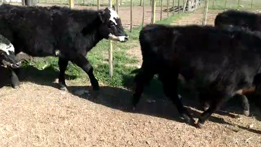 Lote 27 Terneras en Buenos Aires, Olavarría