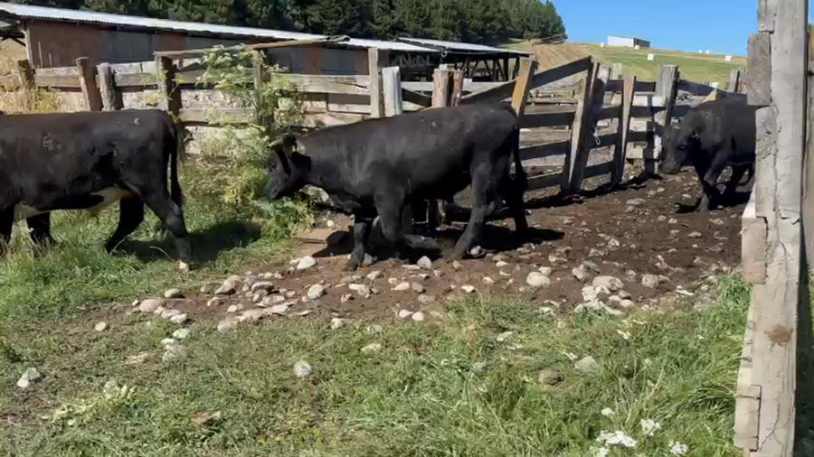 Lote 32 Novillo Engorda en Coyhaique, XI Región Aysén