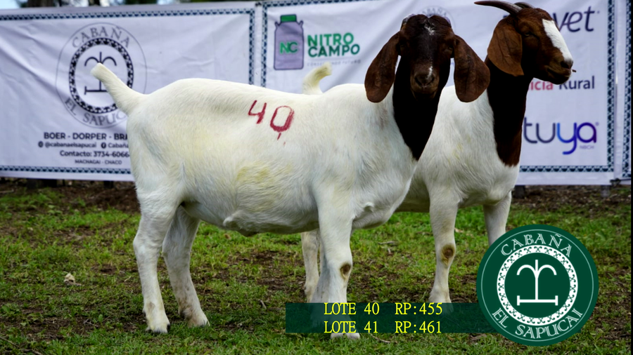 Lote RP 455 Y RP 461