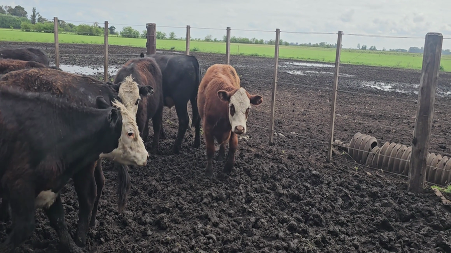 Lote 28 Terneros/as en Tandil