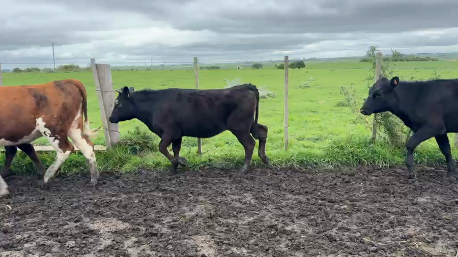 Lote VAQUILLONAS 1 a 2 AÑOS