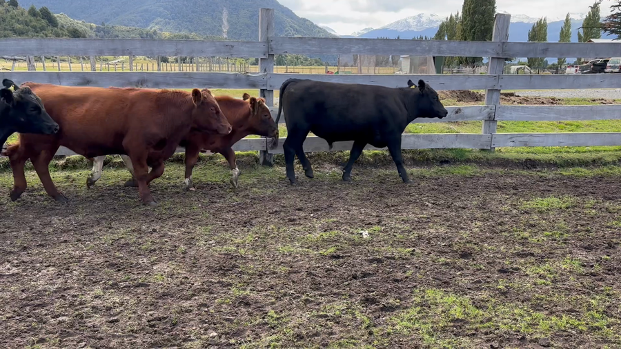 Lote 23 Novillo Engorda en Río Ibáñez, XI Región Aysén