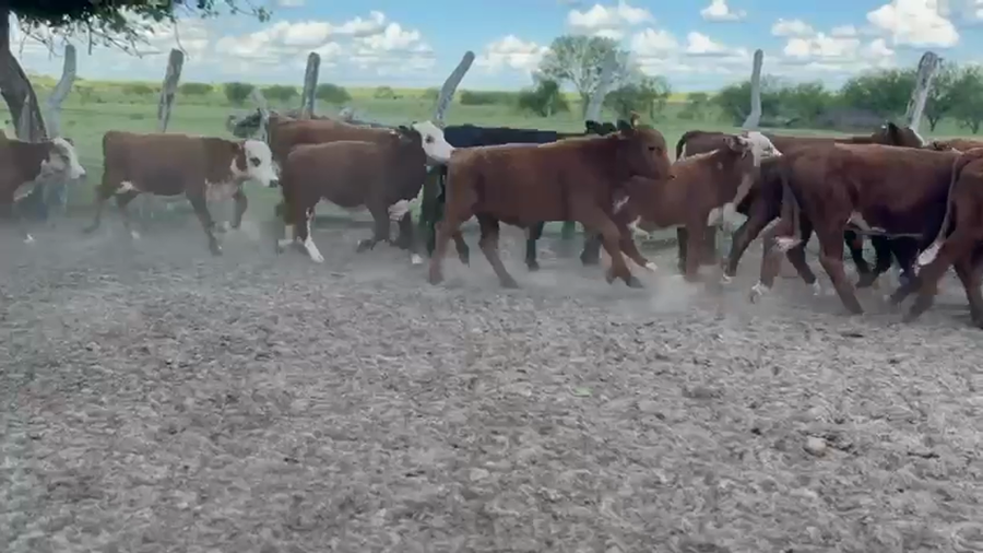 Lote 70 Terneros