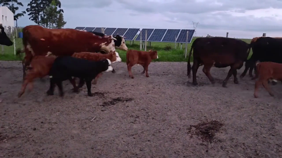 Lote 100 Piezas de cría en Cuchilla del Ombú, Tacuarembó