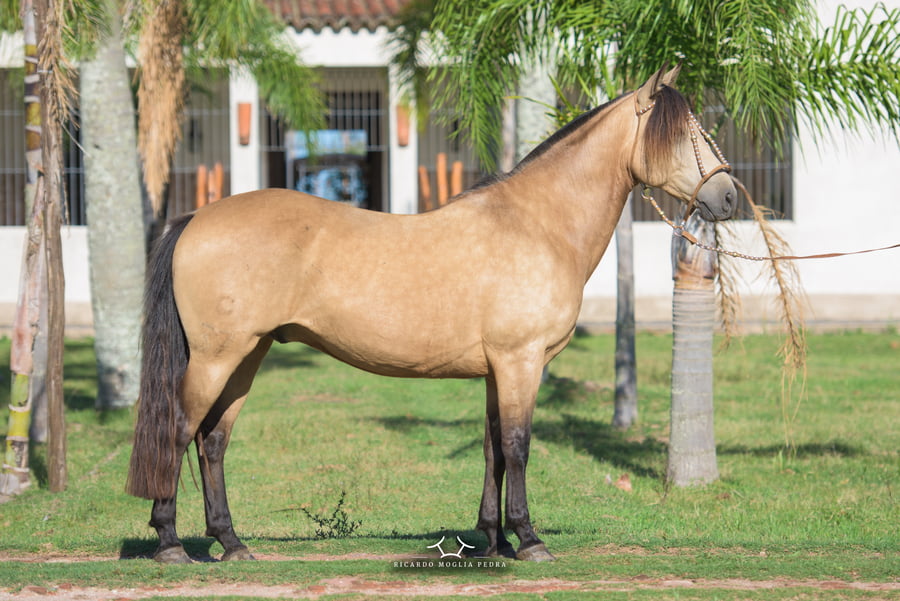 Lote RP 37- Escombro