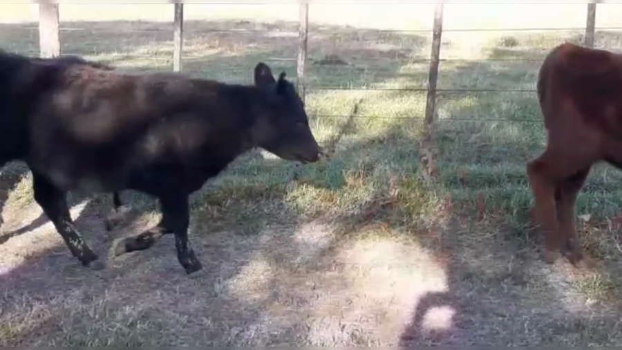 Lote 106 TERNS. MACHOS Y HEMBRAS, AYACUCHO, PCIA. DE BS. AS.