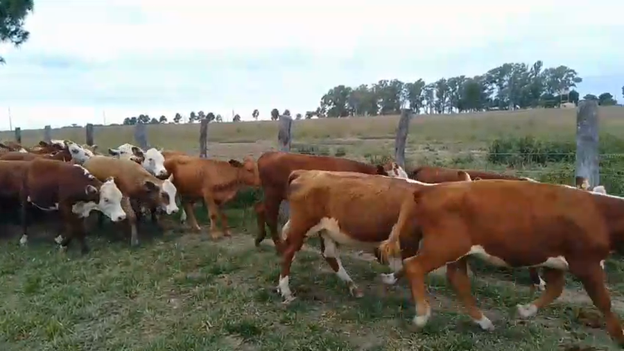 Lote 80 Terneros/as en Corrientes, Mariano I. Loza