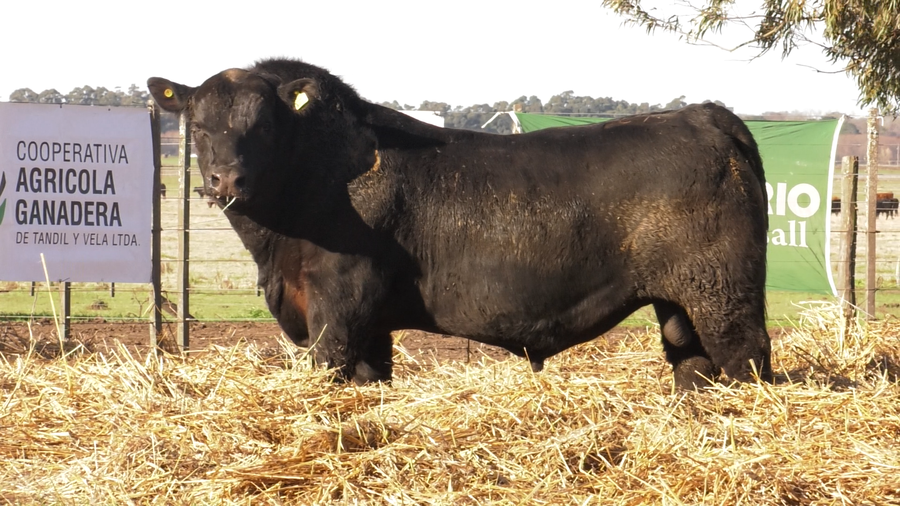 Lote TOROS PUROS POR CRUZA