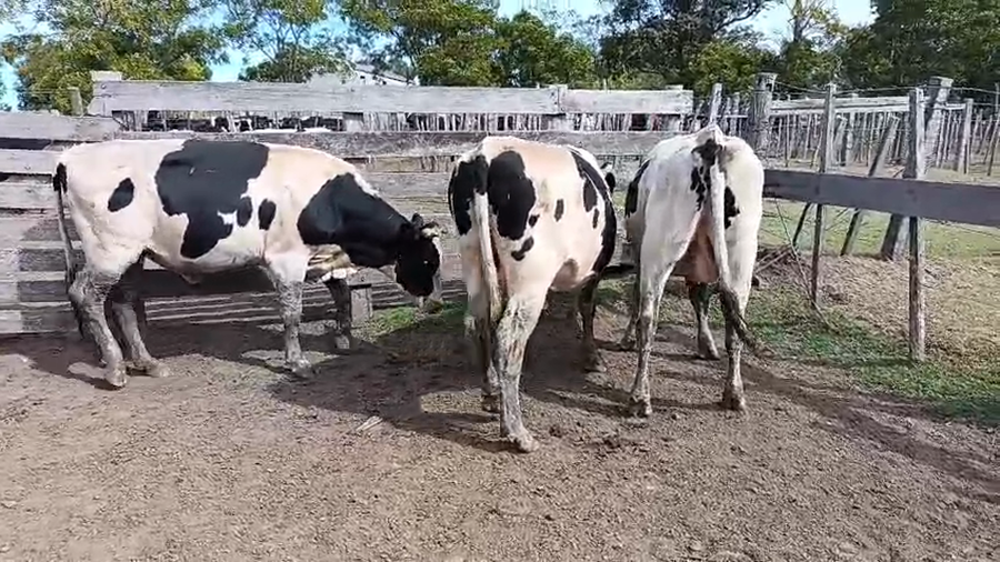 Lote 3 Toros a remate en Pantalla Camy - Aniversario 31 Años 450kg - , San José