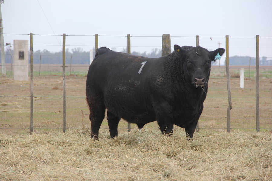 Lote TOROS PUROS DE PEDIGREE