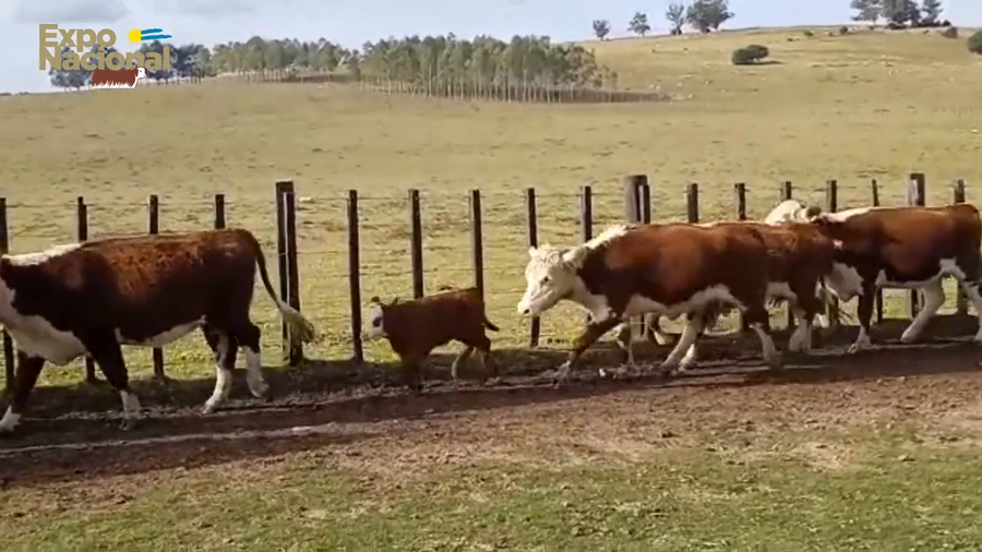Lote 25 Vaquillonas Vacas Preñadas HEREFORD a remate en Expo Nacional 2022 391kg - , Rocha