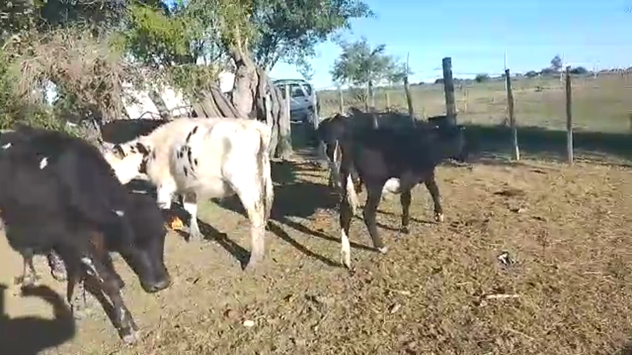 Lote Terneros Hol