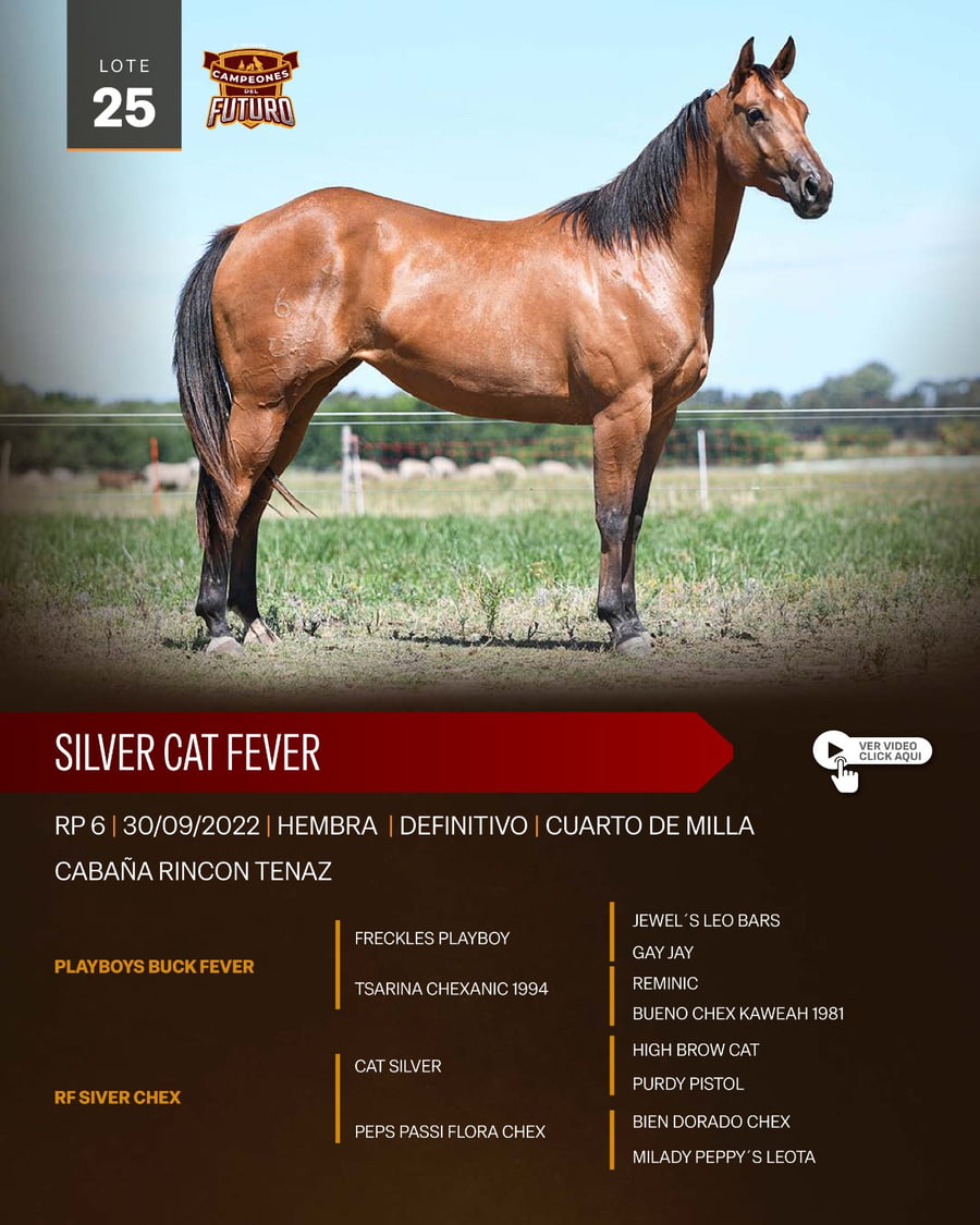 Lote SILVER CAT FEVER