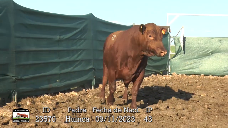 Lote 3 Toros a remate en La Empastada, Durazno