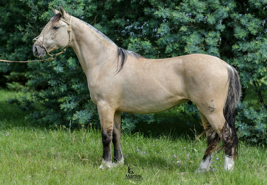 Lote Patriota Caraguatá