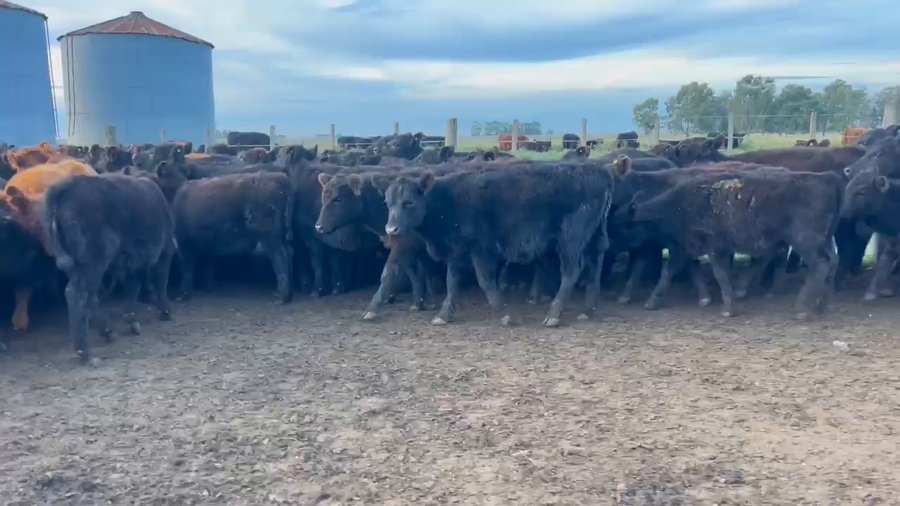 Lote 105 Terneros/as