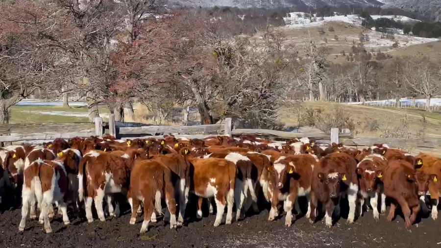 Lote 65 Ternera en XI Región Aysén, Coyhaique